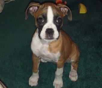 Boxer-puppy-at-4-months-old